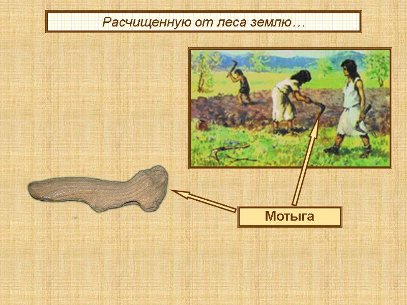 Расчищенную от леса землю… Мотыга